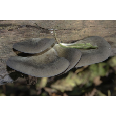Мицелий Вешенки осенней (Pleurotus salignus) Мицелий Вешенки осенней (Pleurotus salignus)